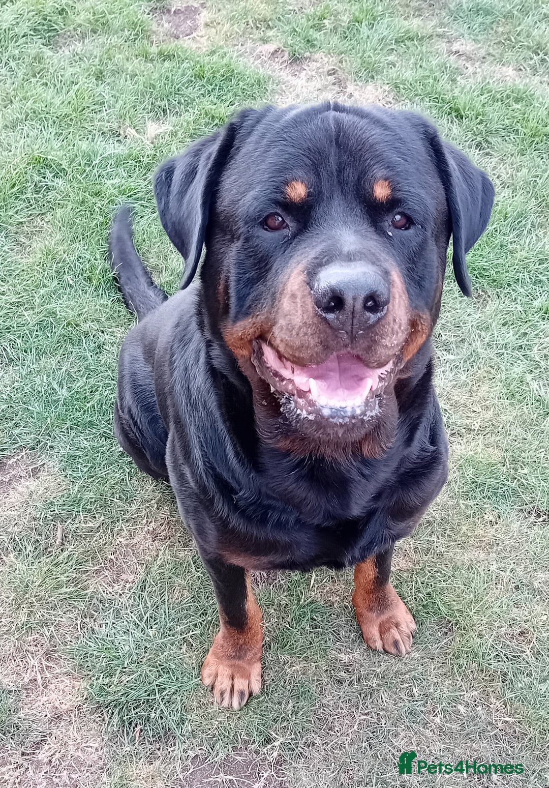 Rottweiler dogs for stud: Rottweiler Stud (Rocco) - Image 4