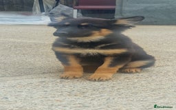German Shepherd dogs for sale: German shepherd puppies - Image 2