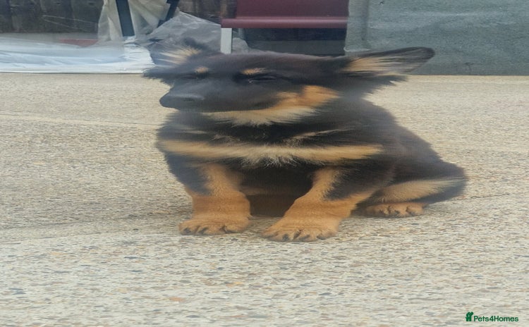 German Shepherd dogs - Advert 6