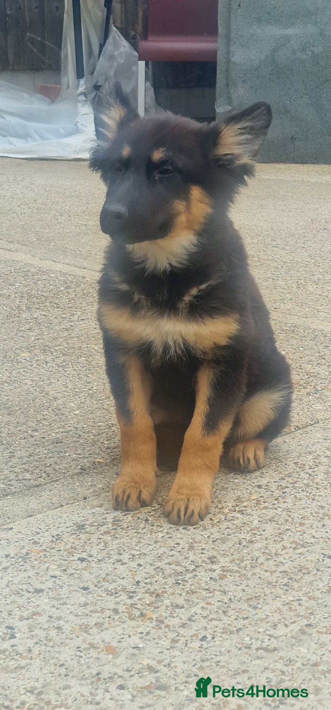 German Shepherd dogs for sale: German shepherd puppies - Image 2
