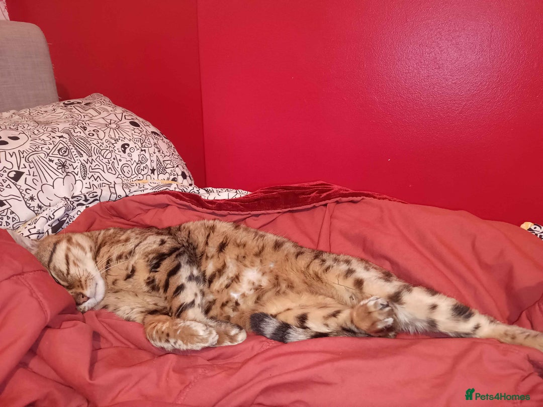 Bengal cats for sale: Bengal Stud & Tortie Queen for sale - Image 10