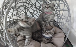 British Shorthair cats for sale: Stunning British Shorthair Kittens For Sale - Image 3