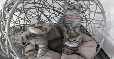 British Shorthair cats - Advert 9