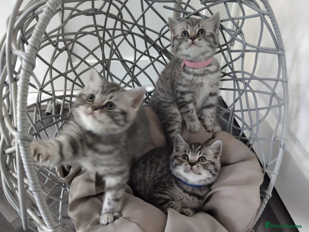 British Shorthair cats for sale: Stunning British Shorthair Kittens For Sale - Image 3