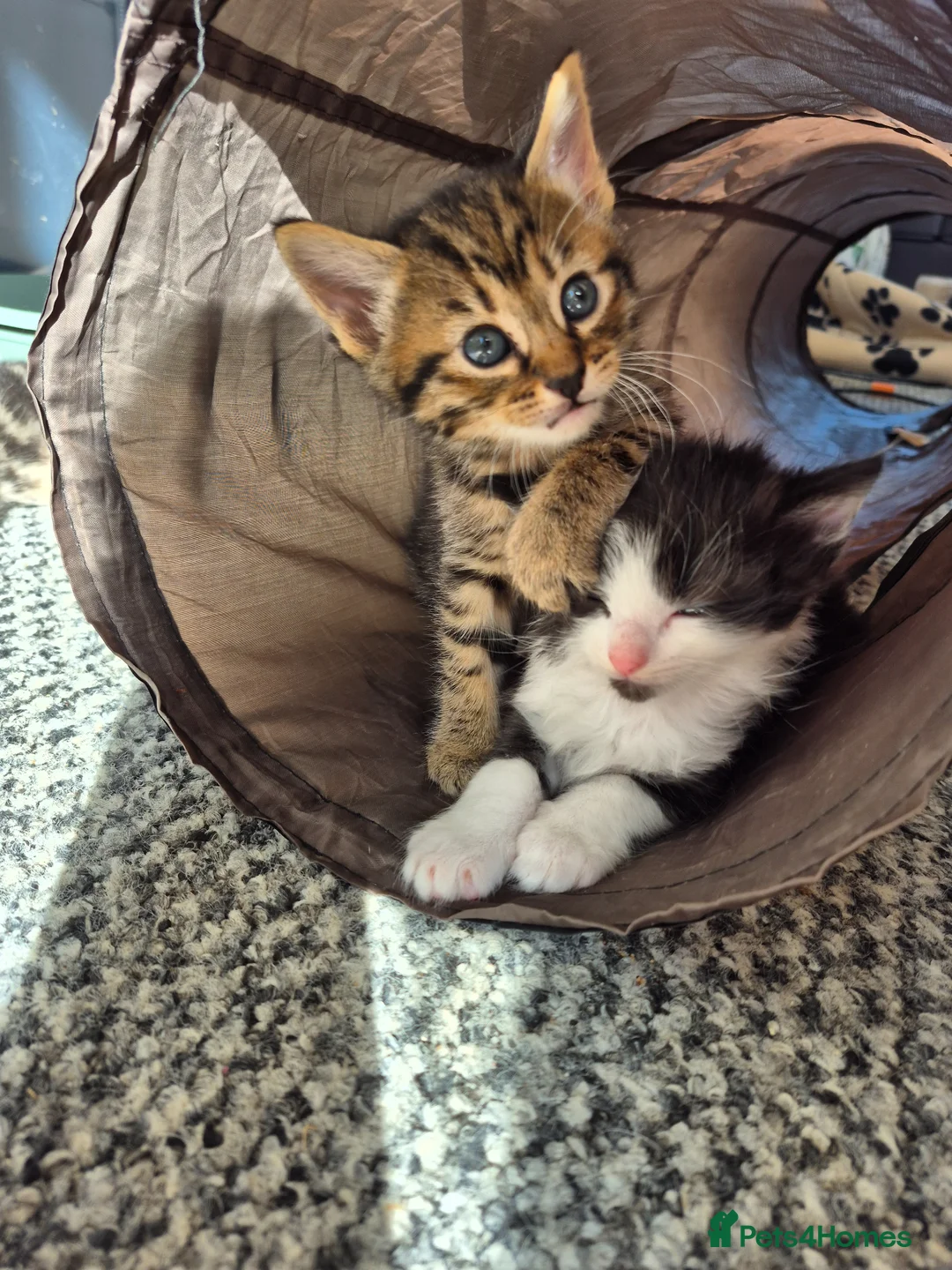 Mixed Breed cats for sale: Three gorgeous kittens looking for a good home in Peterlee - Advert 1