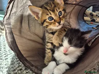 Mixed Breed cats Three gorgeous kittens looking for a good home - Advert 2