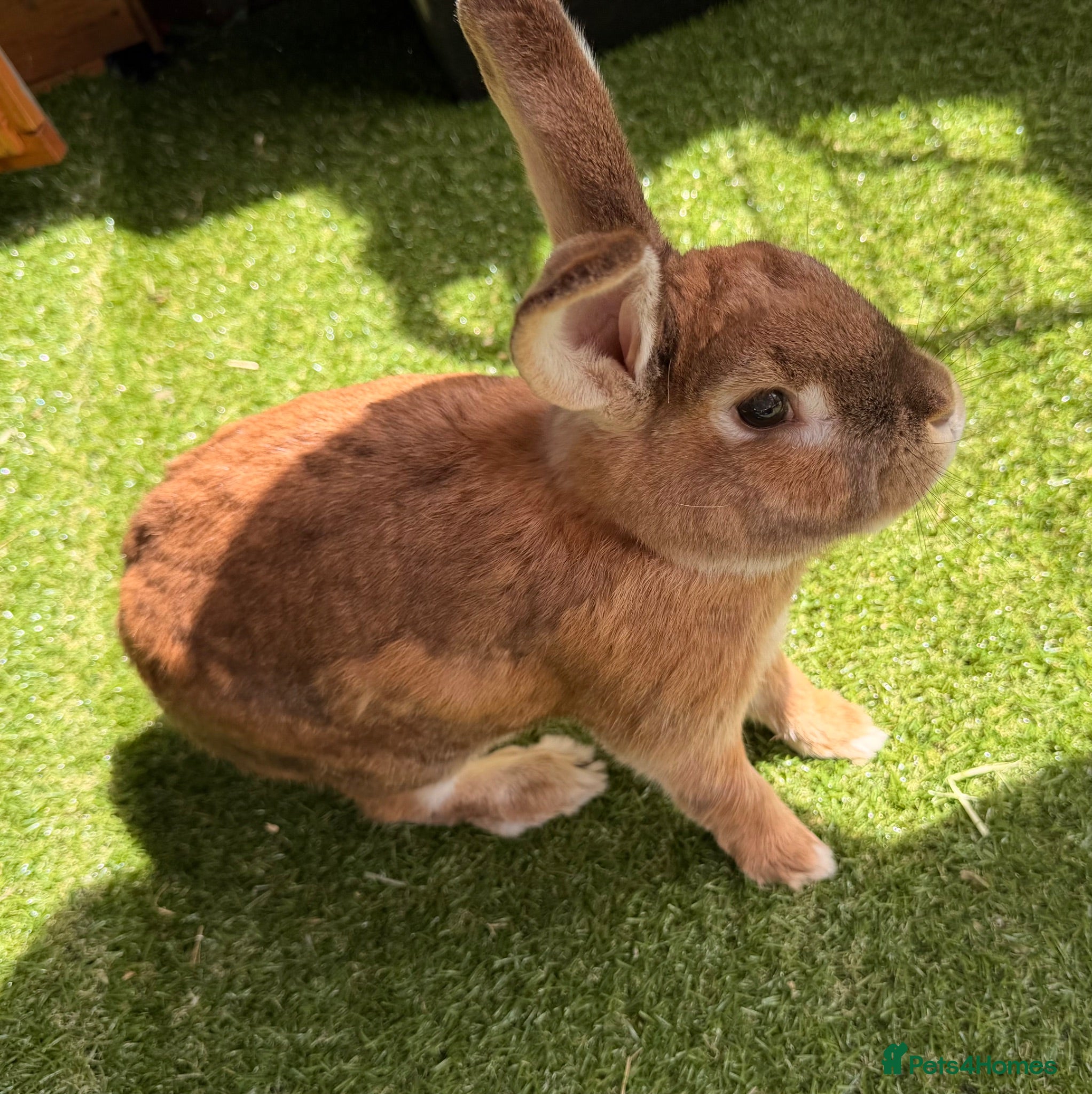 Mixed Breed rabbits Large male rabbit 7.5 years old. - Advert 1