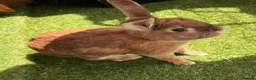 Mixed Breed rabbits for sale: Large male rabbit 7.5 years old. - Advert 1