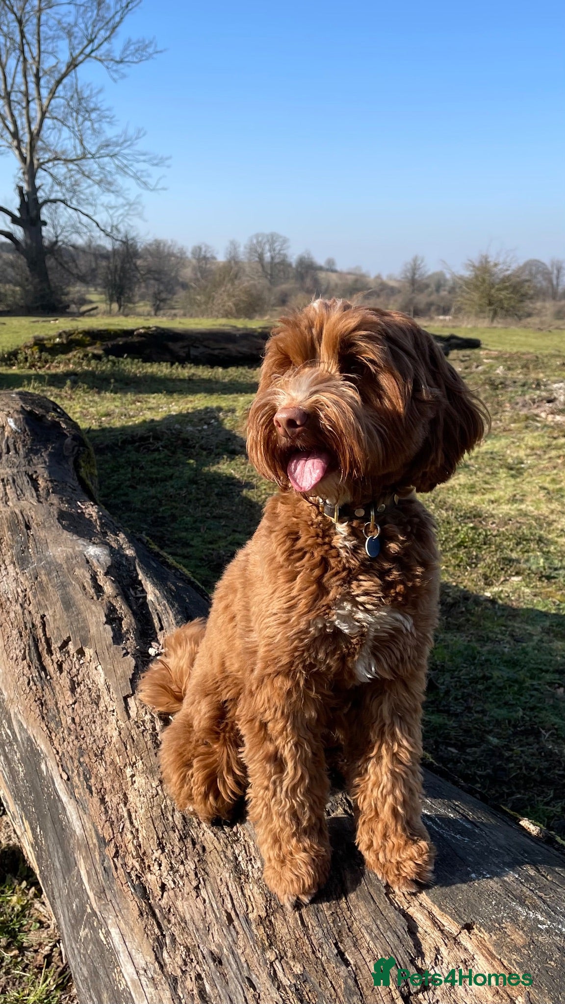 Australian Labradoodle dogs 100% Genuine Australian Labradoodle Puppies  - Advert 7