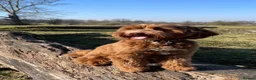 Australian Labradoodle dogs for sale: 100% Genuine Australian Labradoodle Puppies  - Advert 1