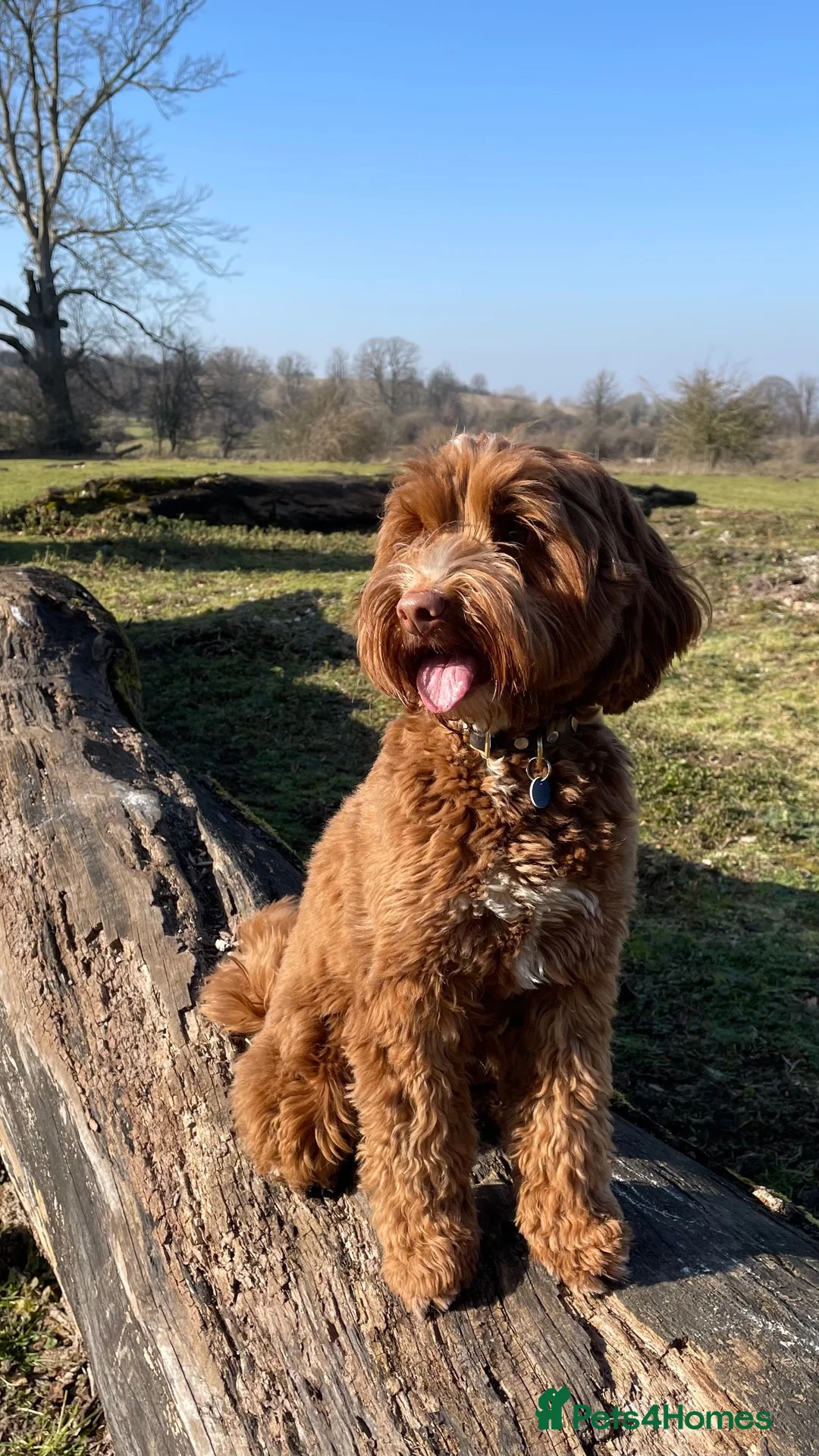 Australian Labradoodle dogs for sale: 100% Genuine Australian Labradoodle Puppies  - Advert 1