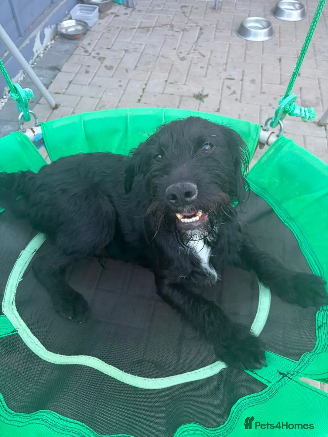 Mixed Breed dogs for sale: Teddy in Chatham - Advert 1
