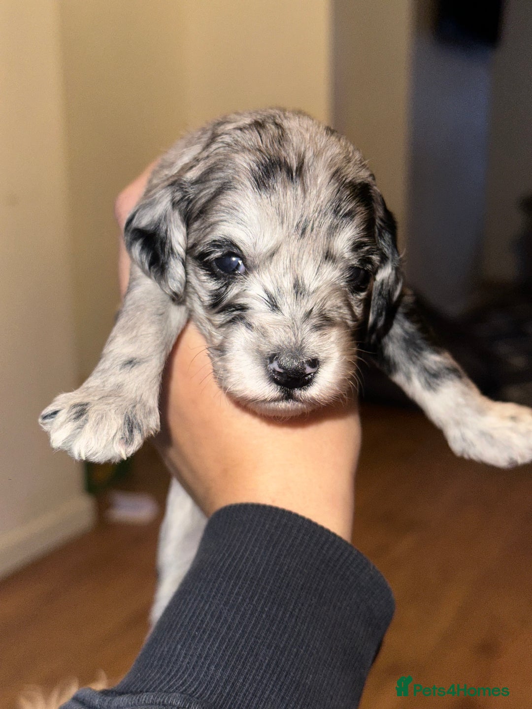 Cockapoo dogs for sale: Beautiful mixed Merle F2B Cockapoos  - Advert 21