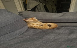 Domestic Shorthair cats for sale: Kittens looking for homes - Image 5
