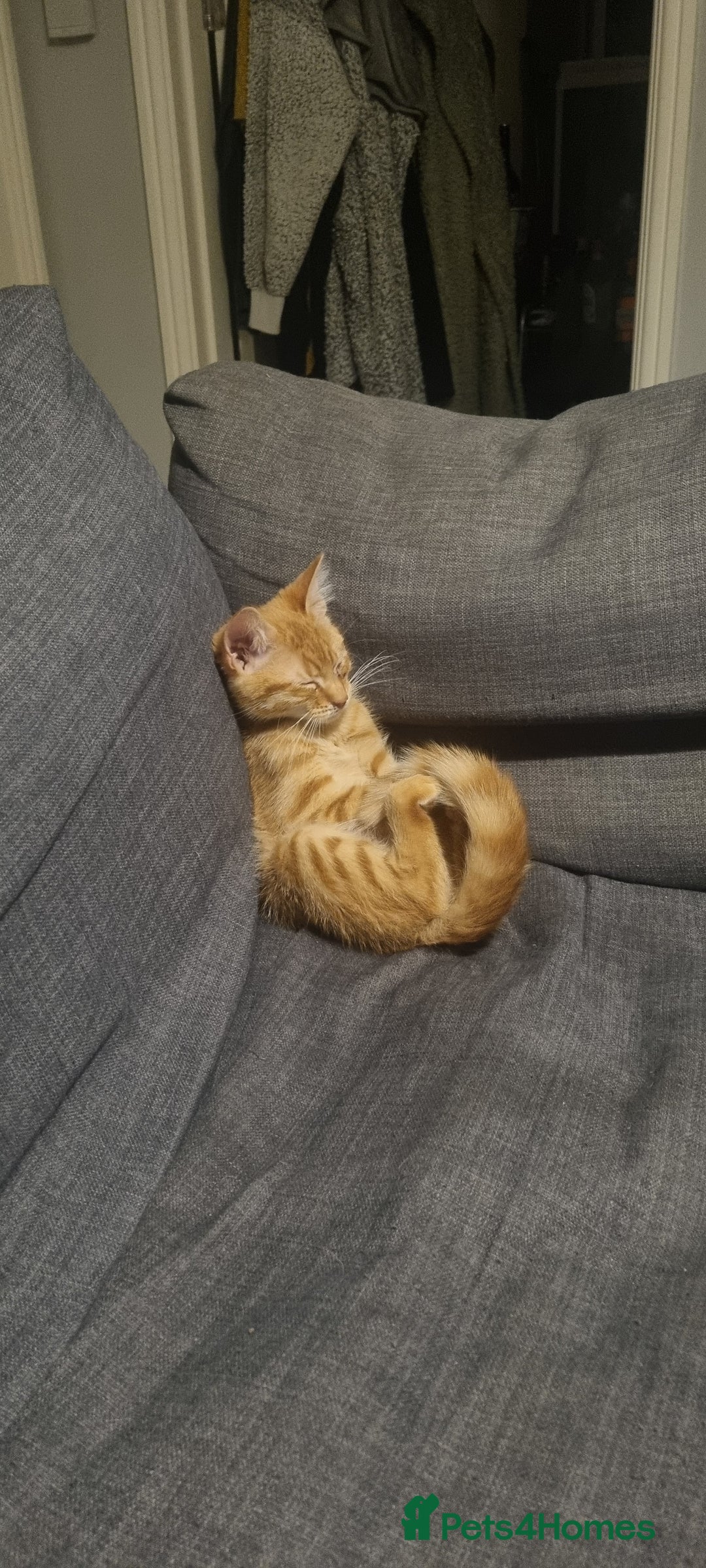 Domestic Shorthair cats for sale: Kittens looking for homes - Image 5