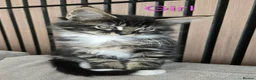 Maine Coon cats for sale: Maine coon brother and sister. - Advert 3