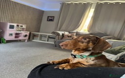 Dachshund dogs for sale: Looking for my forever home  - Image 4