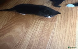 British Longhair cats for sale: 5 beautiful kittens for sale - Image 6