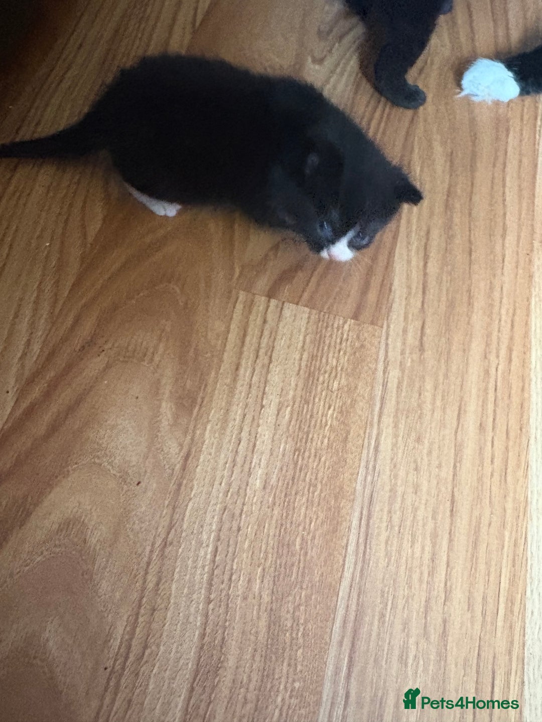 British Longhair cats for sale: 5 beautiful kittens for sale - Image 6