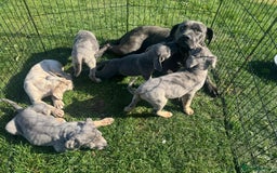 Cane Corso dogs for sale: Cane corso pups  - Image 11