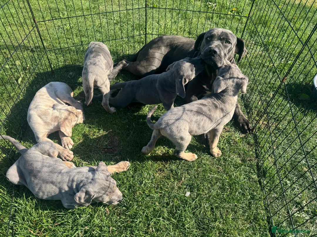 Cane Corso dogs for sale: Cane corso pups  - Image 11