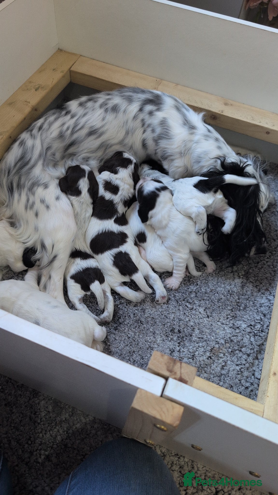 Cocker Spaniel dogs Beautiful Cocker Spaniel Puppies  - Advert 3