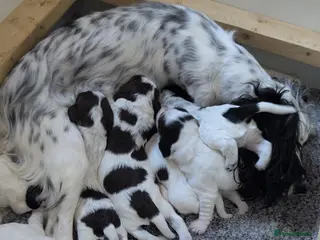 Cocker Spaniel dogs Beautiful Cocker Spaniel Puppies - Advert 3