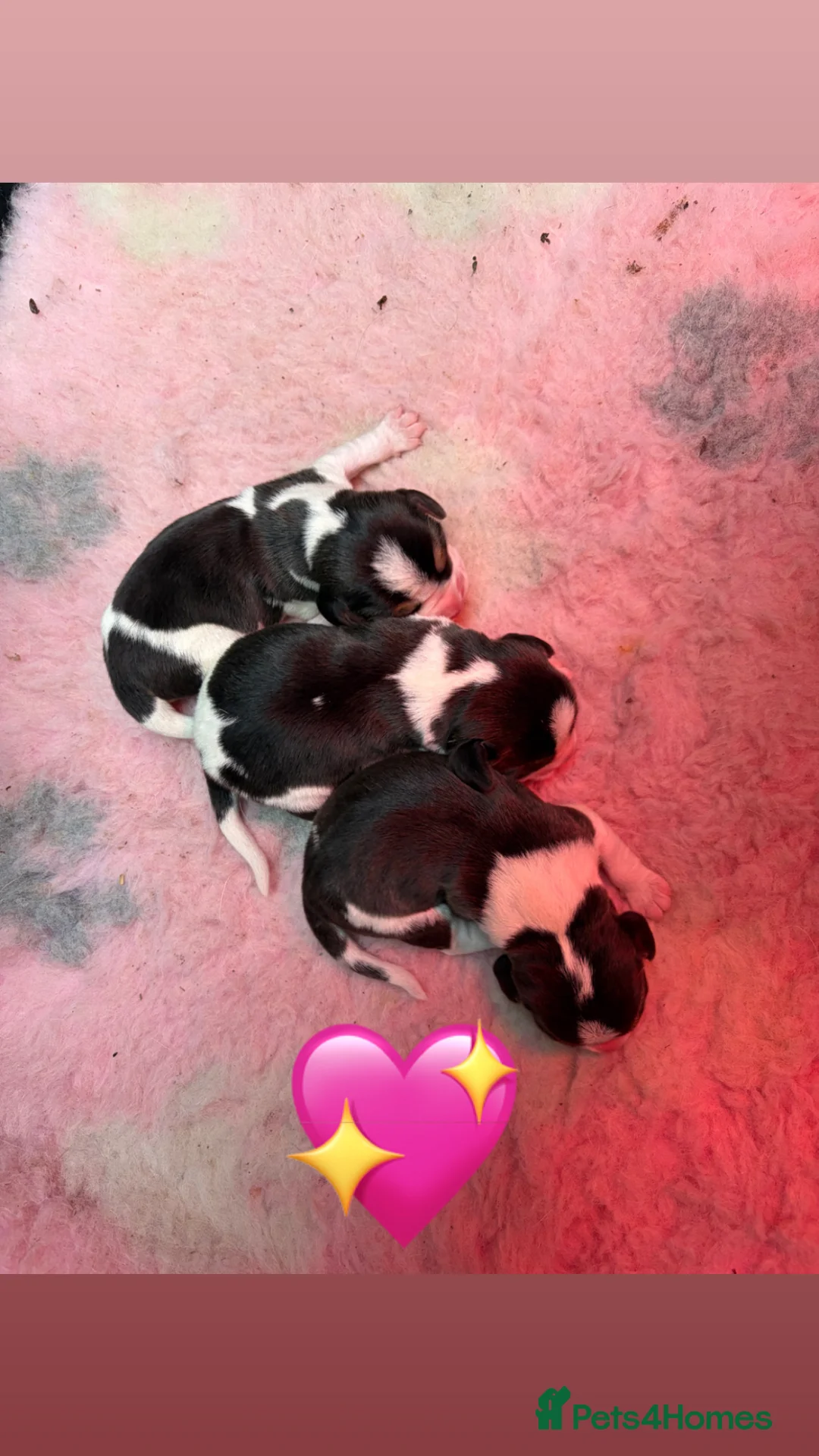 Beagle dogs for sale: Gorgeous tricolour beagle puppies for sale!  - Advert 5