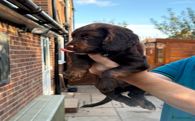 Mixed Breed dogs Brittany x working cocker spaniel  - Advert 2