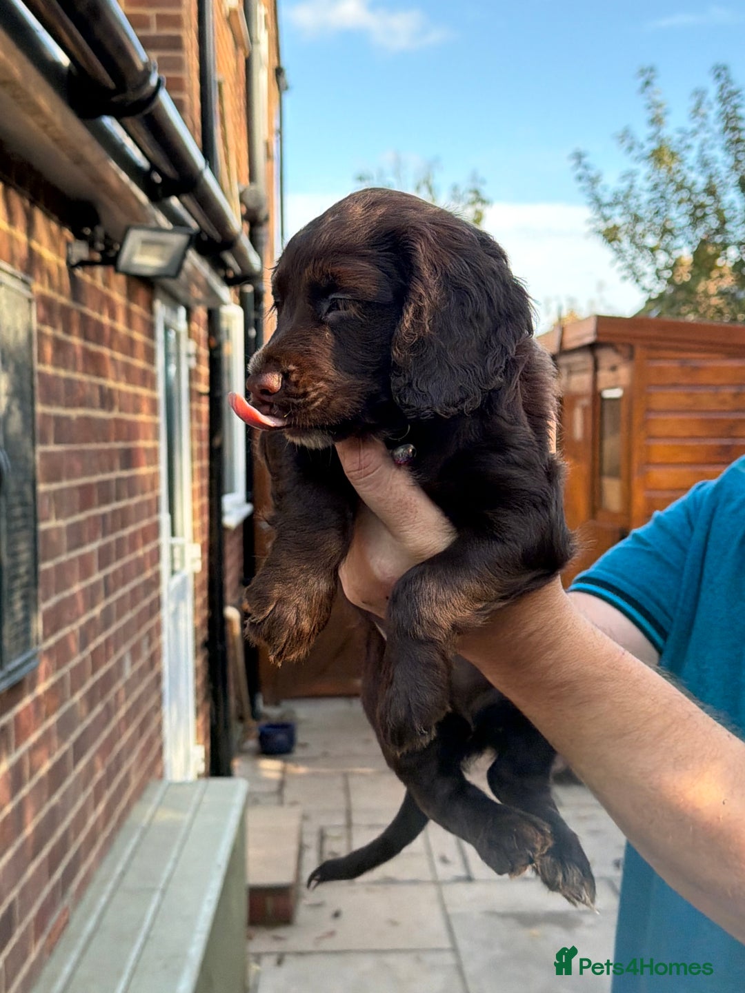 Mixed Breed dogs for sale: Brittany x working cocker spaniel  - Advert 1