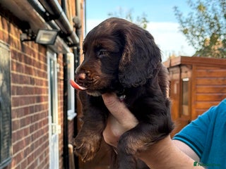 Mixed Breed dogs for sale: Brittany x working cocker spaniel - Advert 1