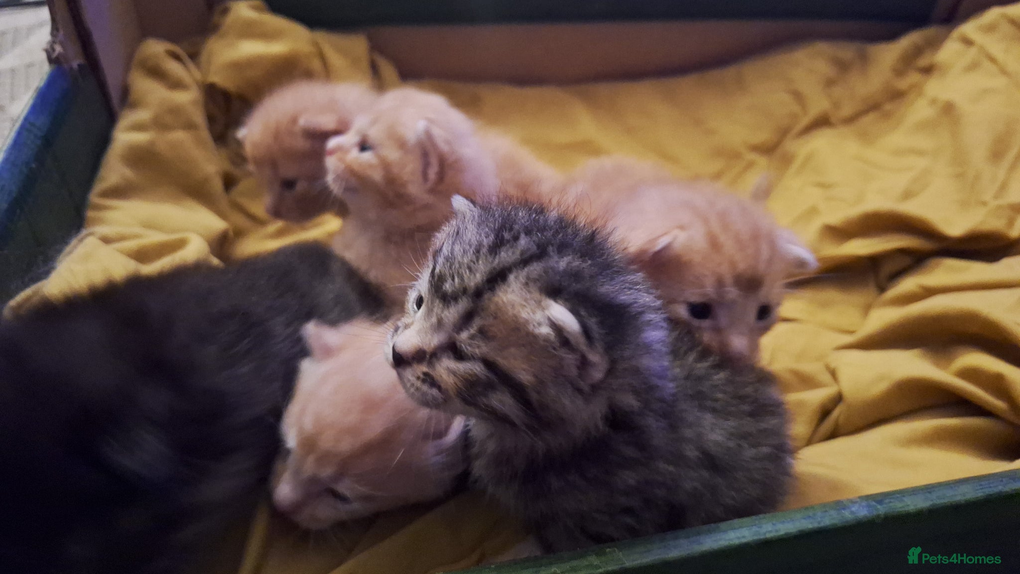 Mixed Breed cats 6 beautiful kittens  - Advert 4