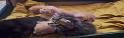 Mixed Breed cats for sale: 6 beautiful kittens  - Advert 3