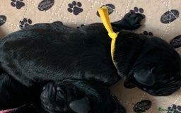 Labrador Retriever dogs for sale: KC registered black Labrador puppies - Image 8