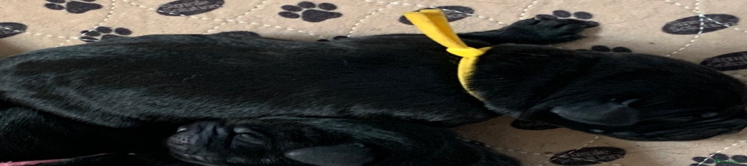 Labrador Retriever Puppy 7