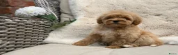 Mixed Breed dogs for sale: Exquisite litter of CAVAPOOCHONS ready now  - Advert 9