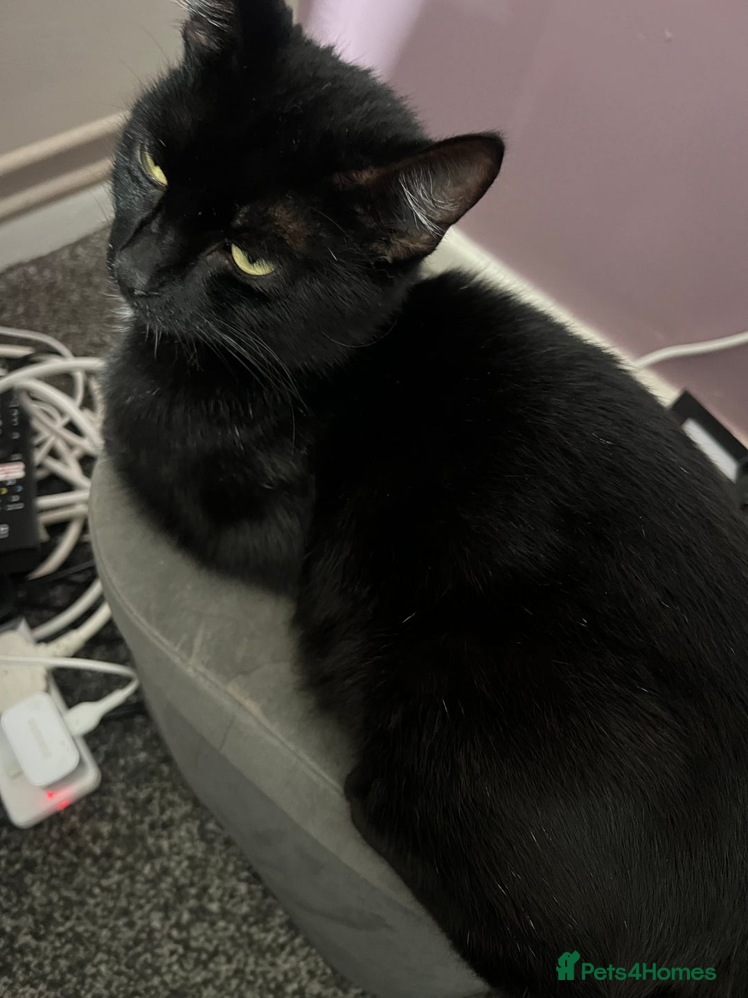 Mixed Breed cats for sale: 6 stunning kitten  - Image 17