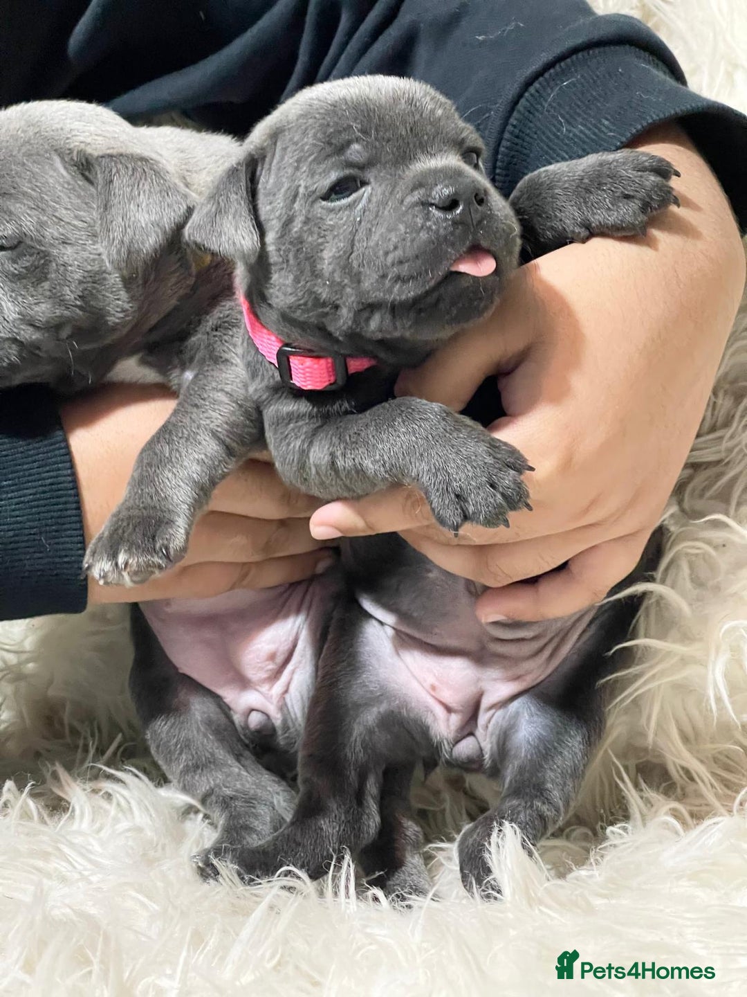 Staffordshire Bull Terrier dogs for stud: PRINCE- SOLID BLUE CHAMPION BRED in Smethwick - Advert 18
