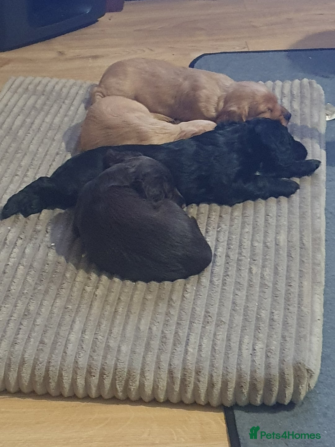 Cocker Spaniel dogs for sale: KC Registered Working Cocker Spaniel  - Advert 27