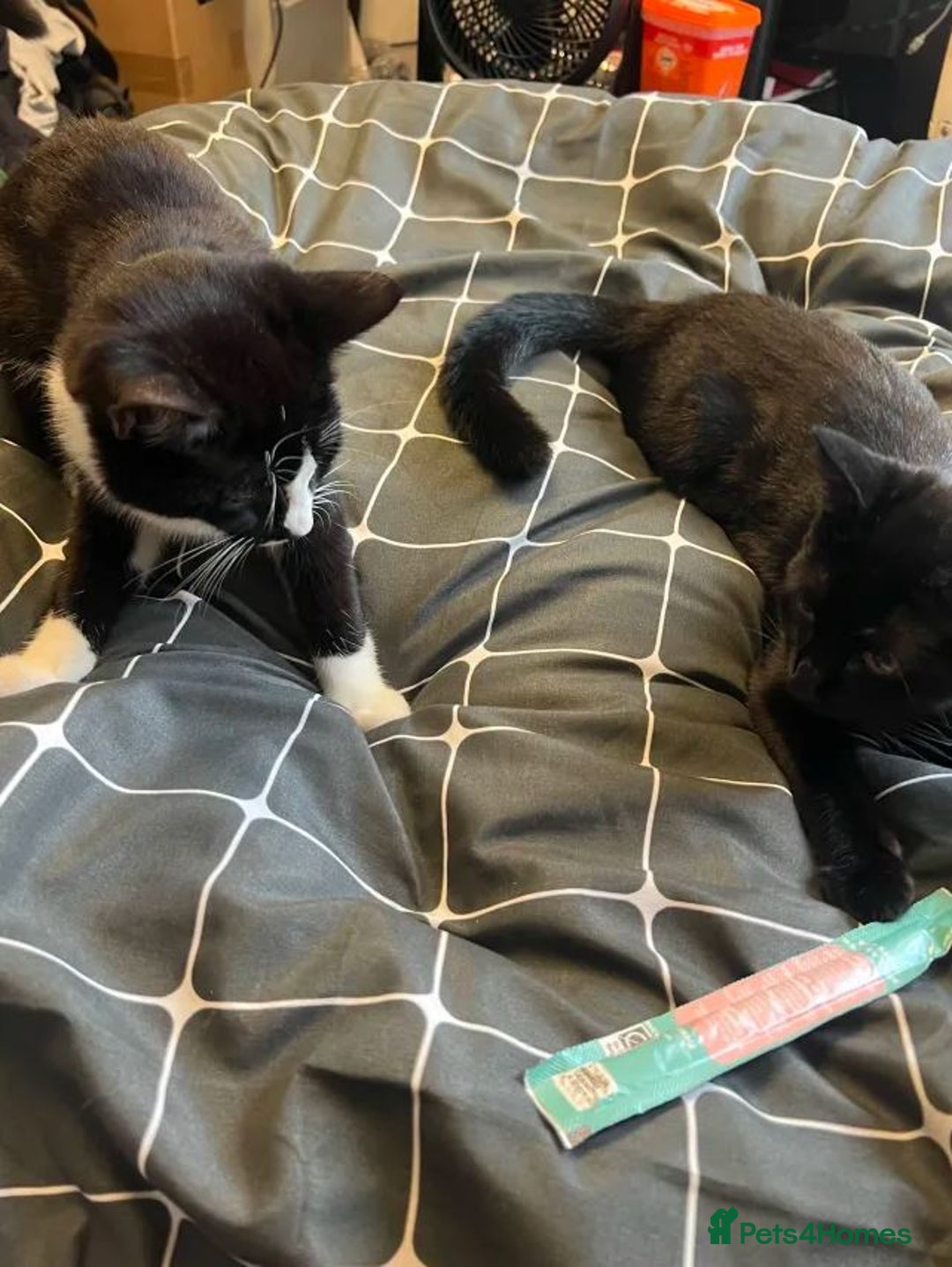 British Longhair cats for sale: 2 kittens 2-3 months old - Image 3