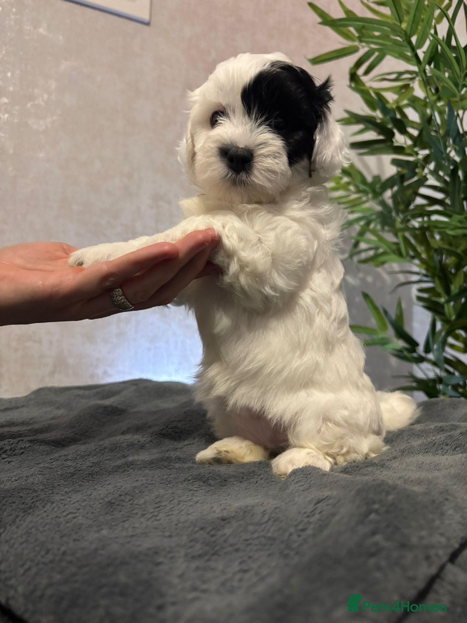 Shihpoo dogs Shih tzu X miniature poodle puppies - Advert 4