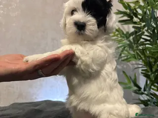 Shihpoo dogs Shih tzu X miniature poodle puppies - Advert 16