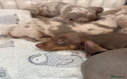 Miniature Dachshund dogs for sale: Stunning Kennel Club Registered Litter - Image 1