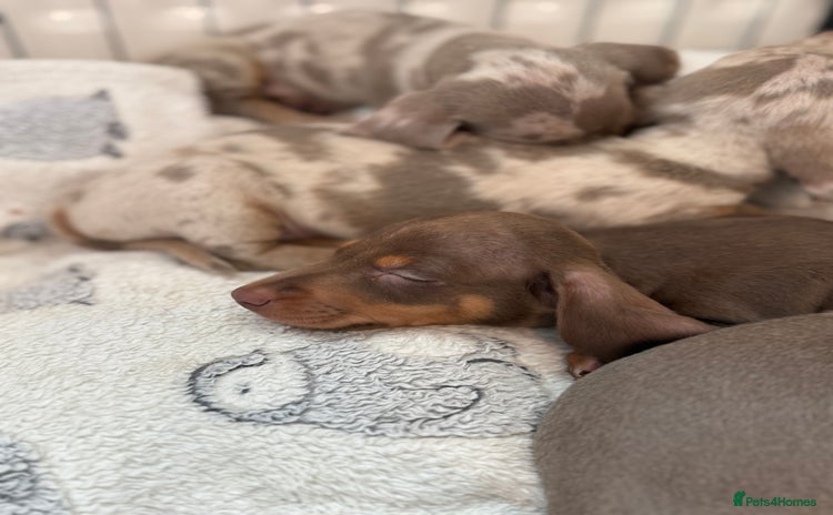 Miniature Dachshund dogs - Advert 1