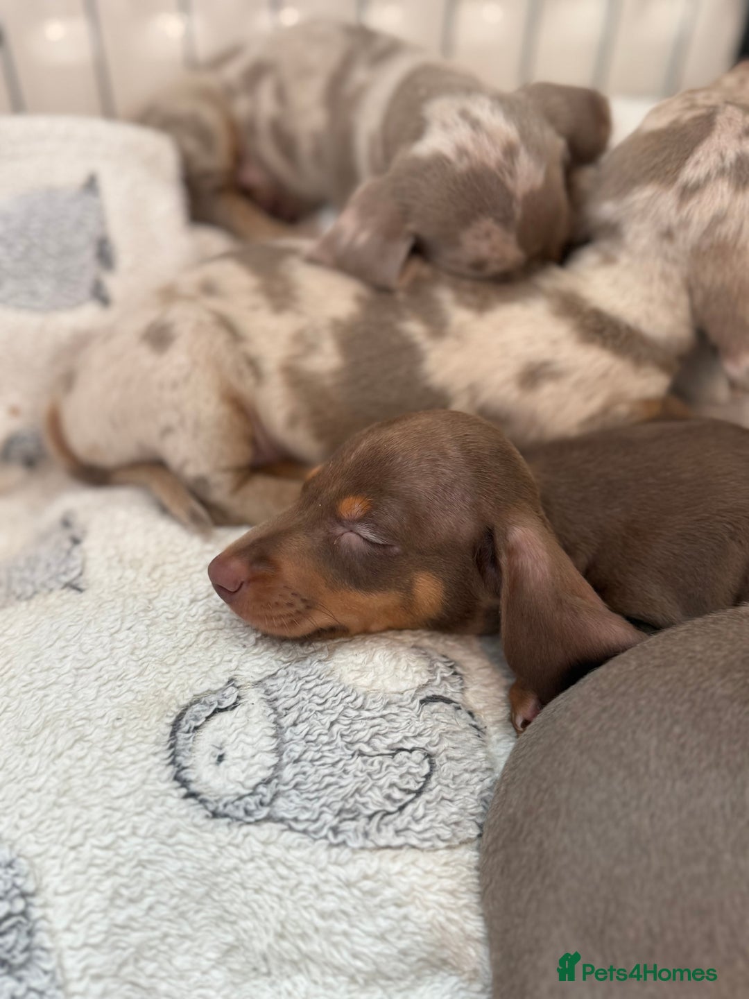 Miniature Dachshund dogs for sale: Stunning Kennel Club Registered Litter - Image 1