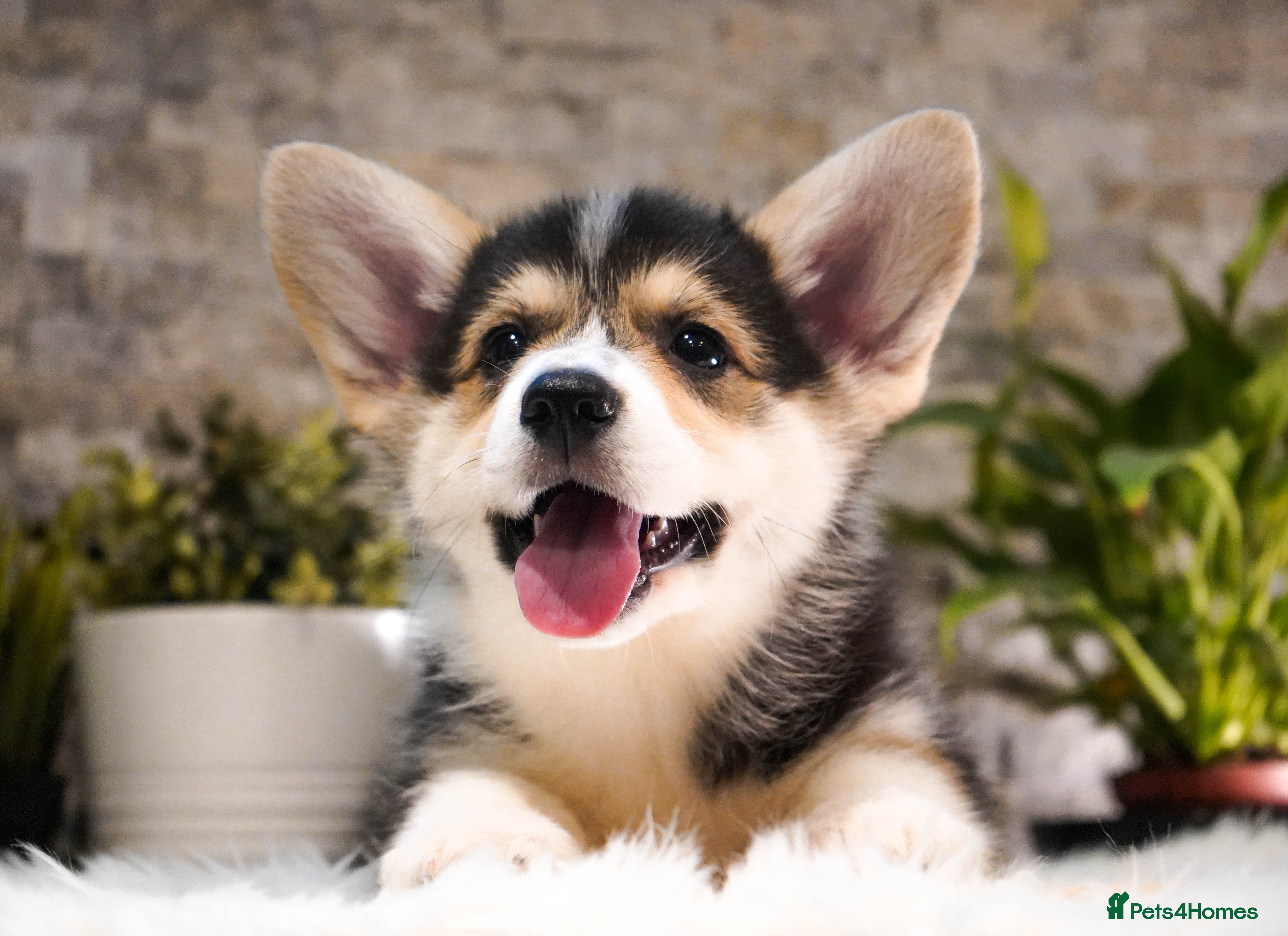 Welsh Corgi Pembroke dogs Welsh Corgi (Pembroke) - Advert 5