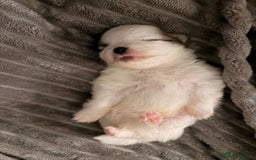Pomeranian dogs for sale: XS Pomeranians  - Image 7