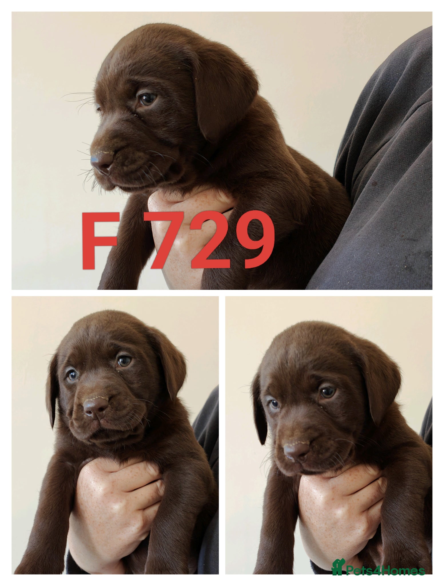 Mixed Breed dogs Lovely Pointerdor puppies  - Advert 1