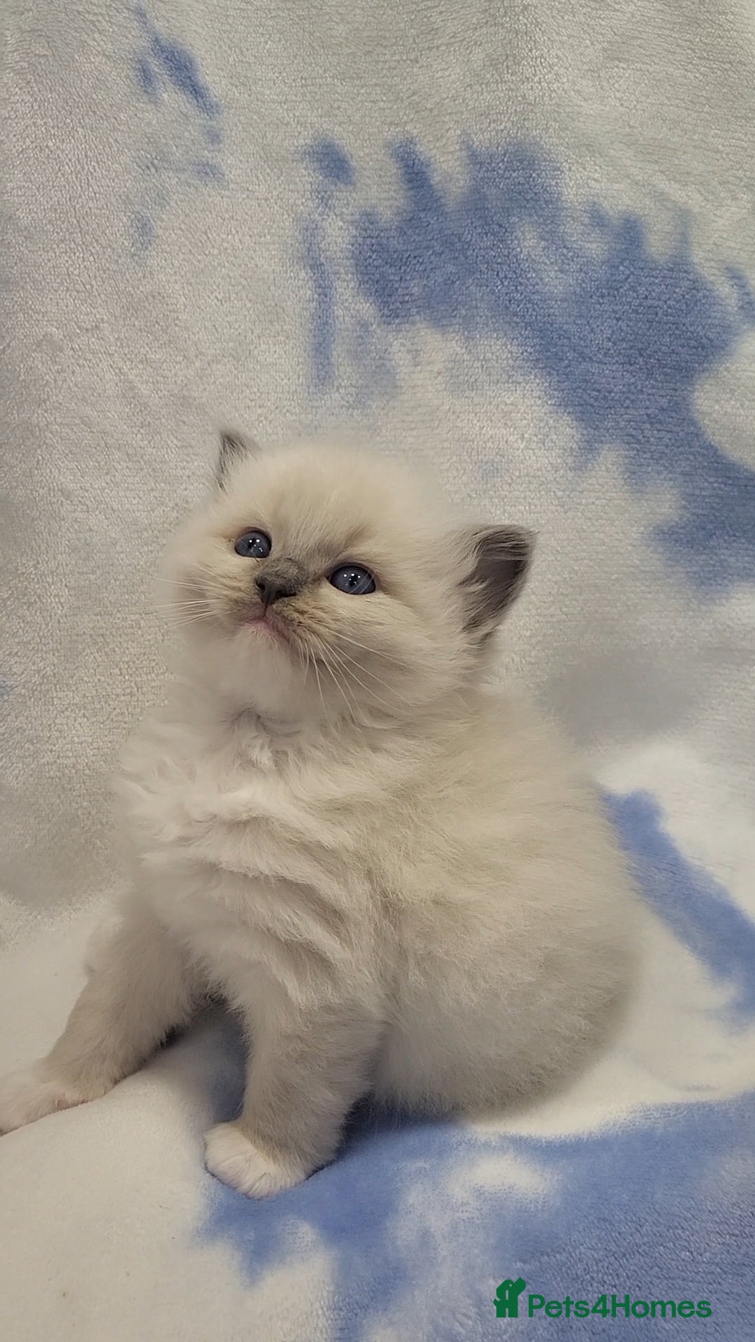 Ragdoll Kitten 4
