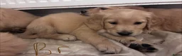 Golden Retriever dogs for sale: Red golden retrievers  in Doncaster - Advert 12